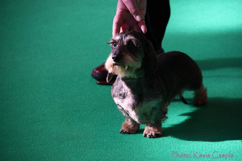 Crufts2011_2 618.jpg